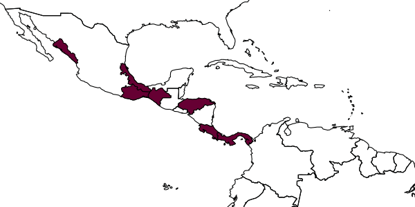 map of Messatoporus jalapa     Kasparyan & Ruíz, 2005